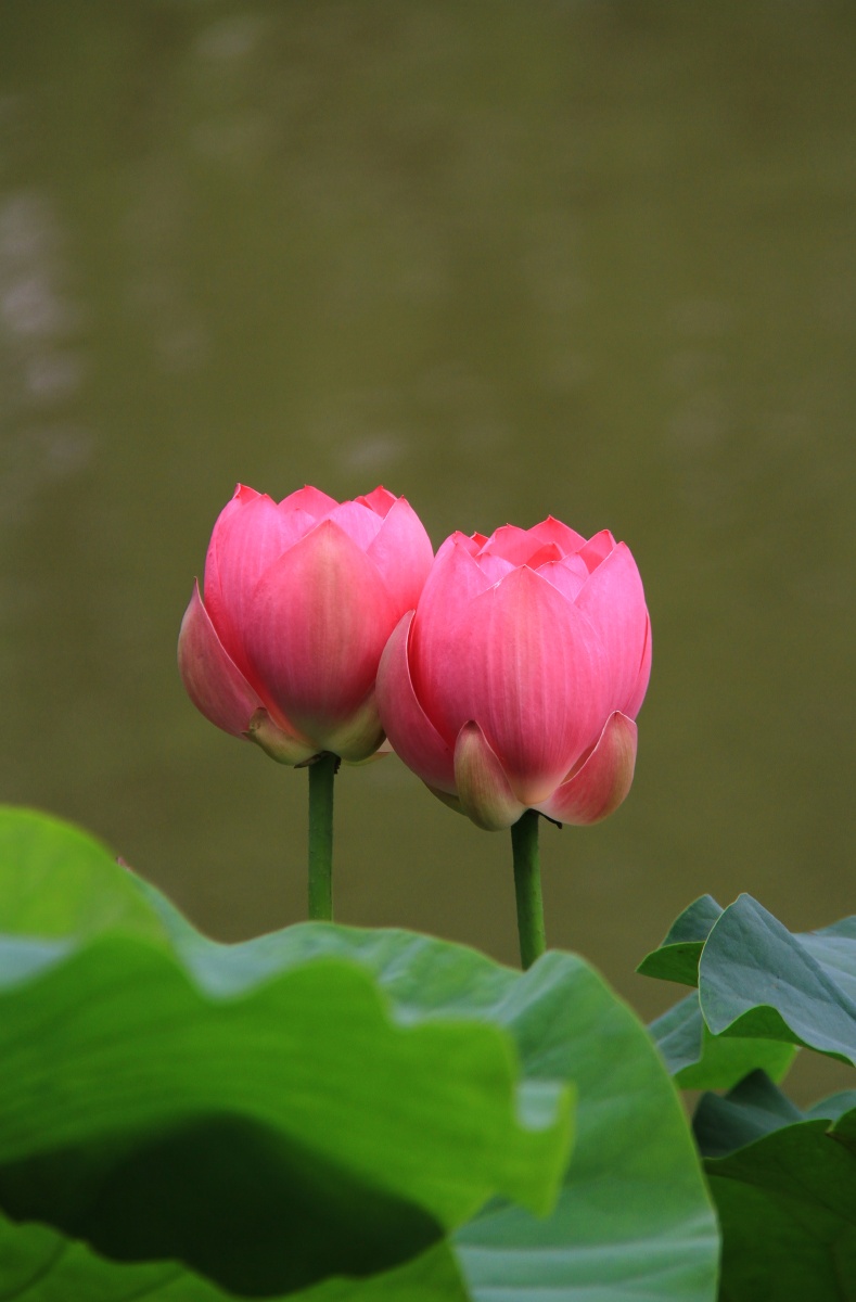 荷花 莲花 并蒂莲 姊妹花
