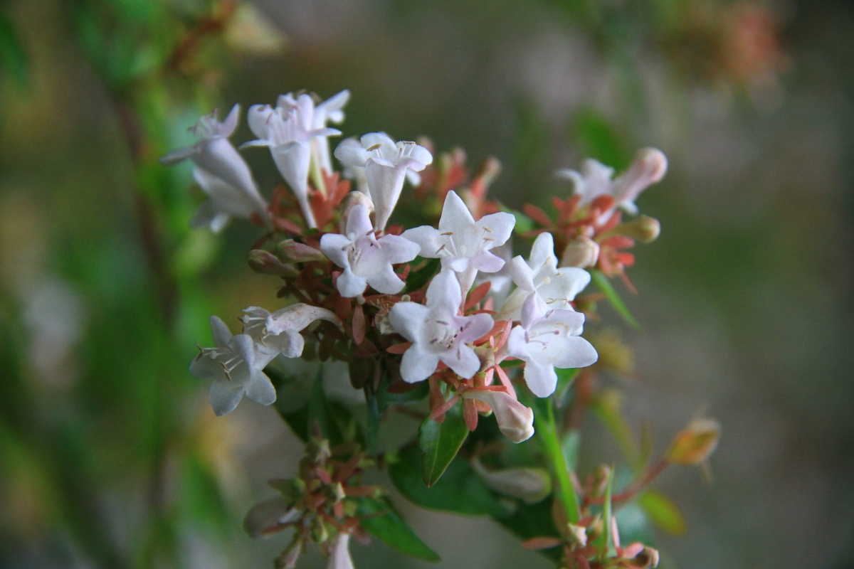 可群植或列植修成花篱也可栽植于池畔路边草坪糯米条花糯米条花图片