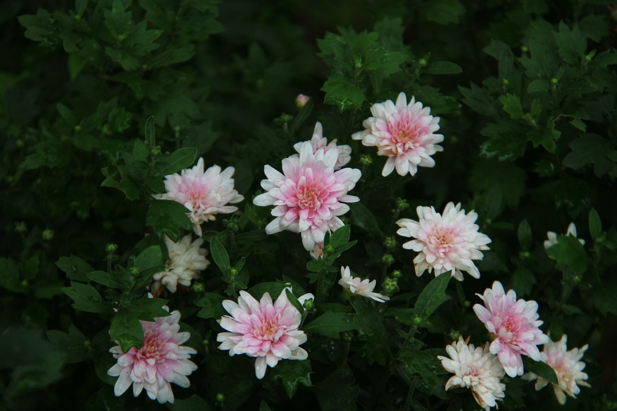 菊花八月菊花开