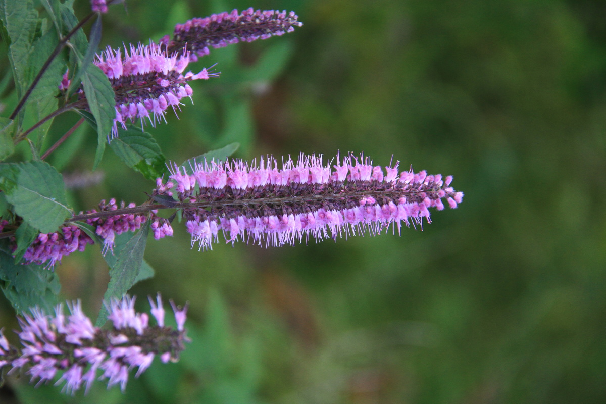 紫花香薷 别名野薄荷,香薷又可以写作"香茹",又名"水荆芥".
