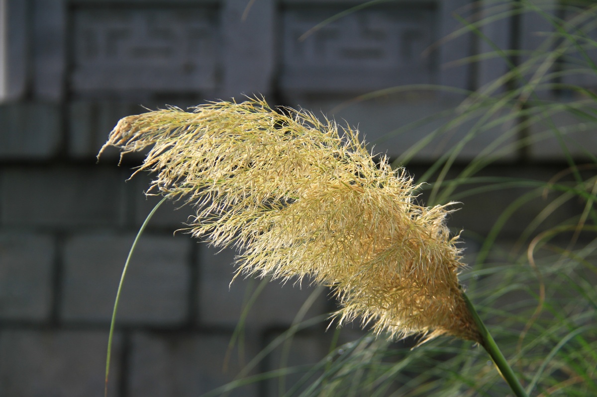 蒲苇别名花叶蒲苇