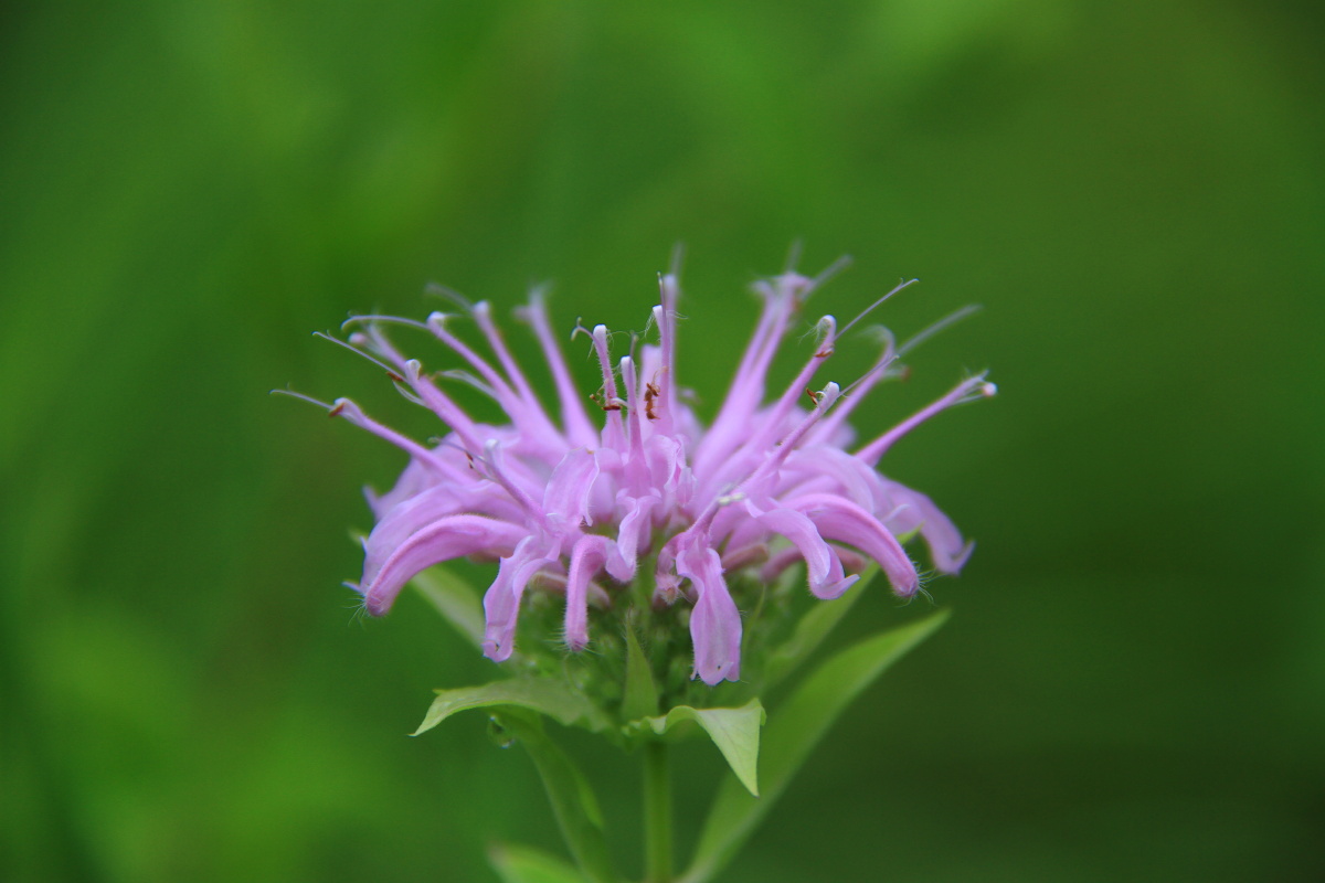 柠檬香蜂草 管蜂香草 红花薄荷 蜂香薄荷,香蜂草 麝香佛手柑