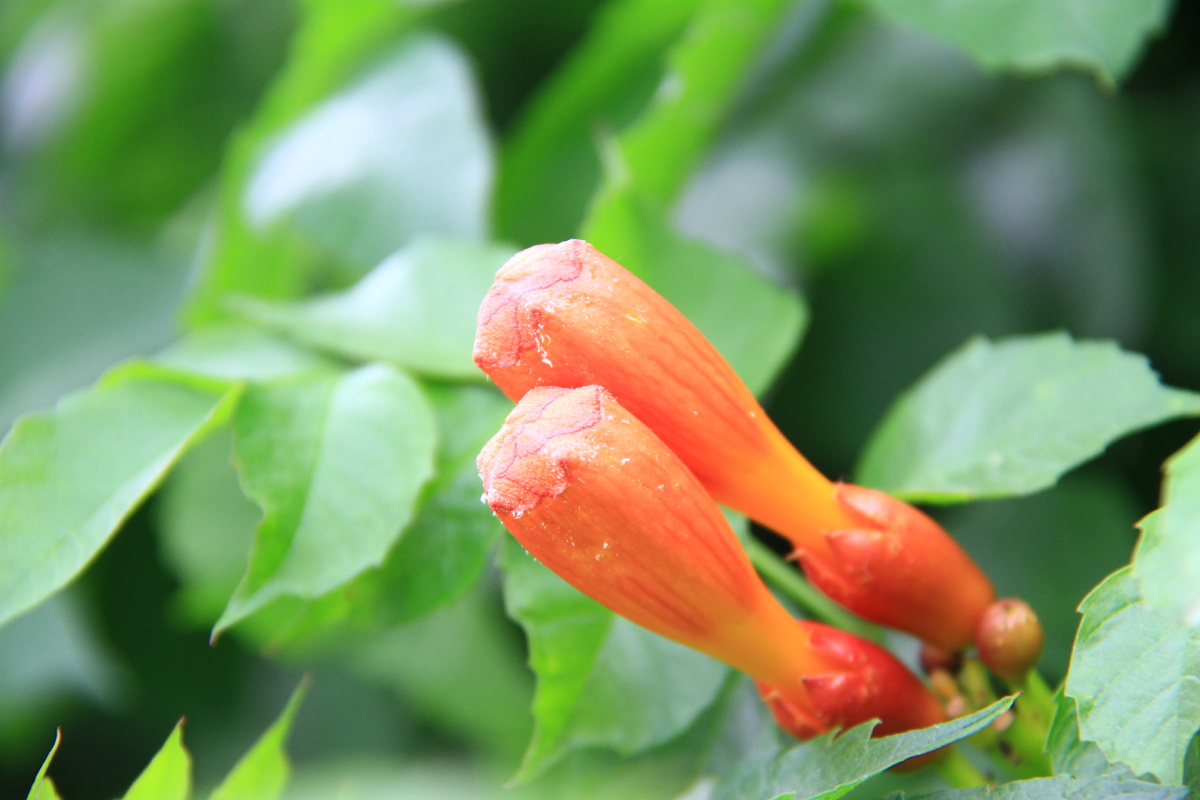 厚萼凌霄别名美国凌霄美洲凌霄美洲凌霄花