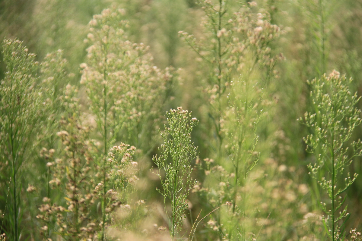 牛尾巴蒿也能成为一片森林