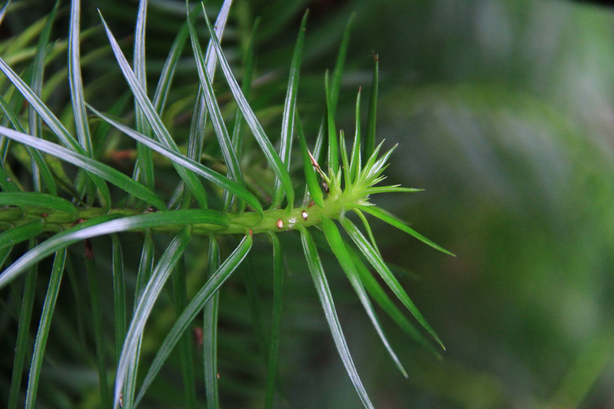 杉木 别名:刺杉,家杉,杉,杉树,正木,正杉,沙木,沙树