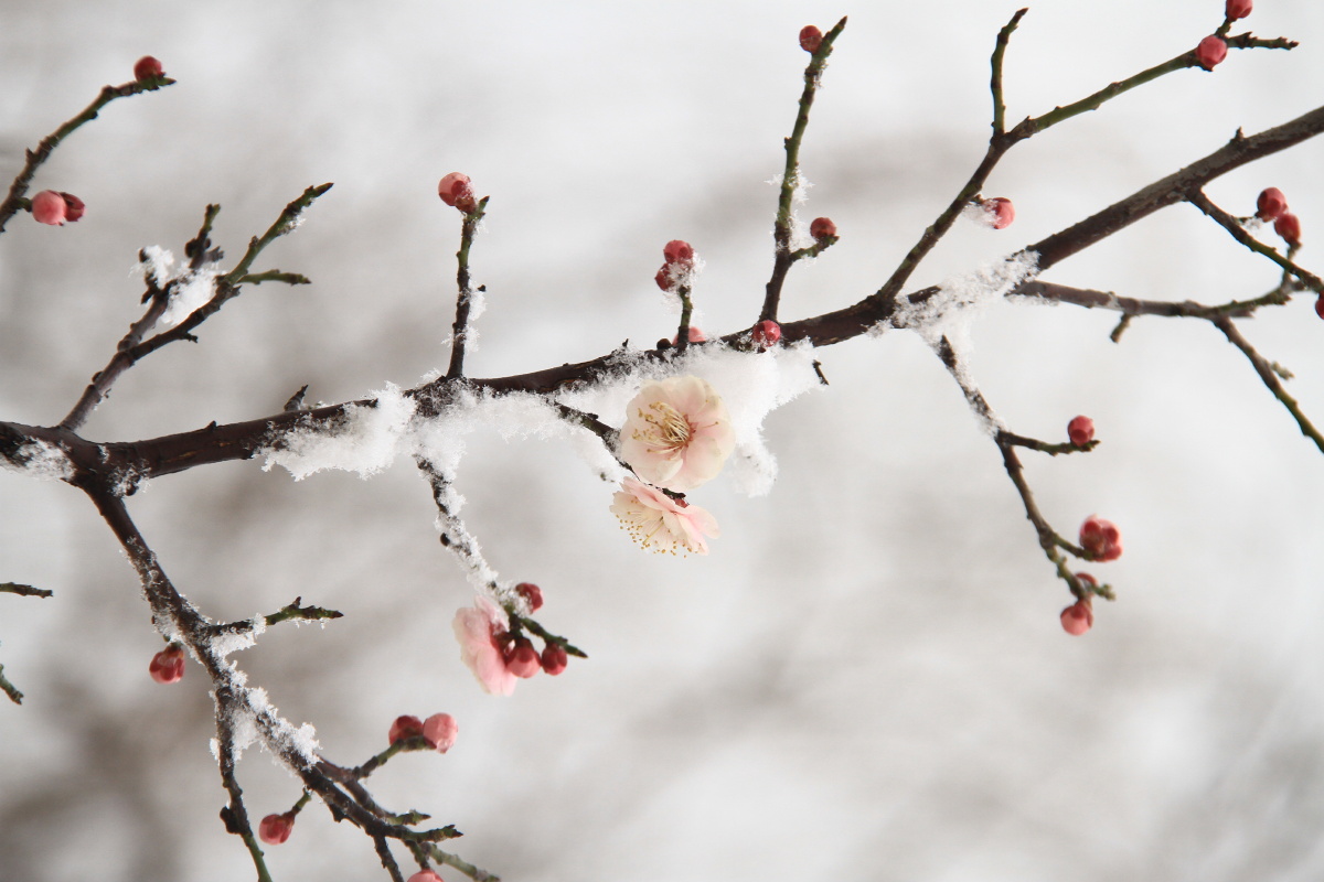 梅花梅花弄雪红梅花开