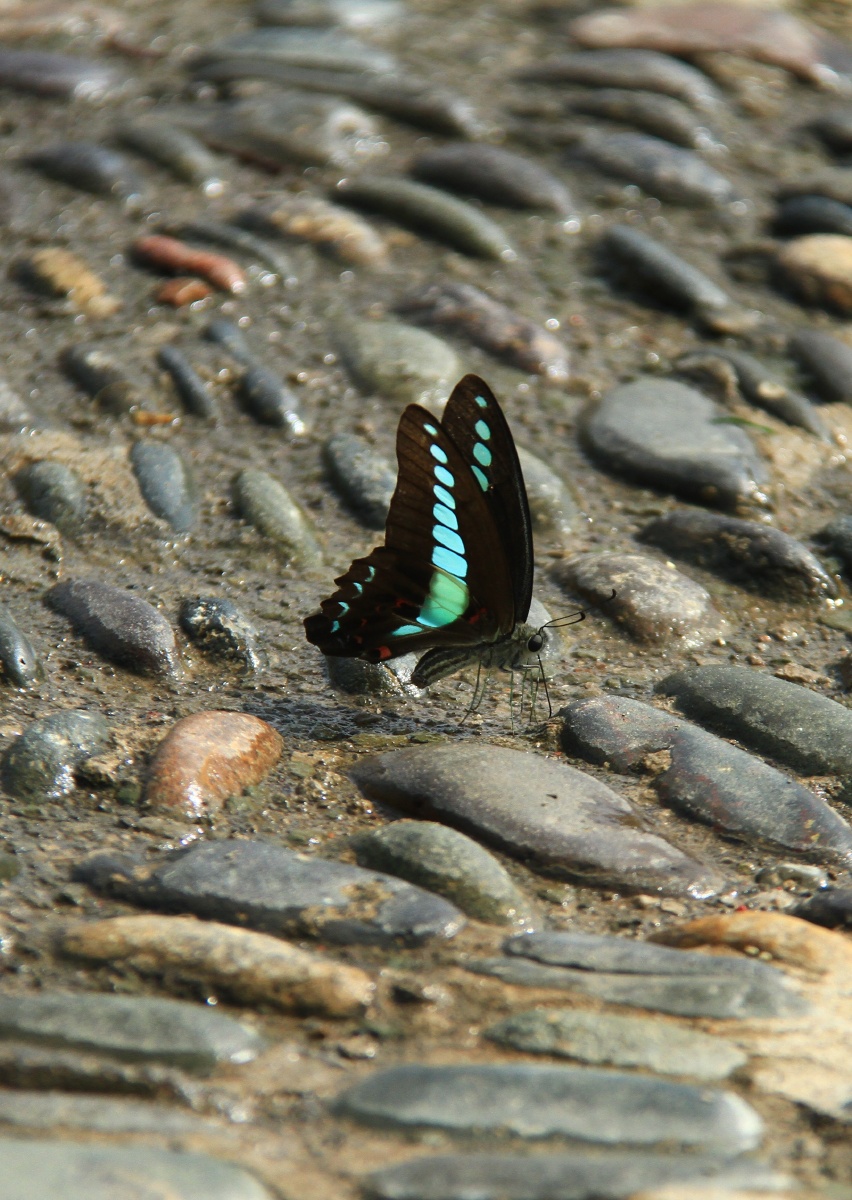 蝴蝶觅水的花蝴蝶