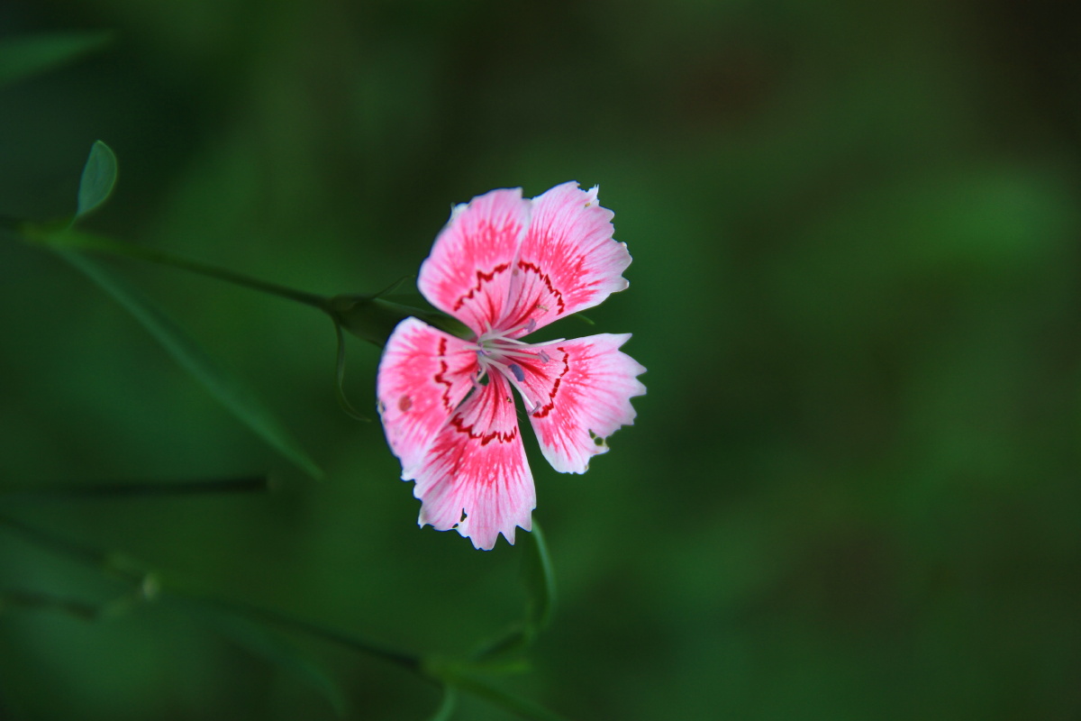 着思念母亲的情怀别名东北石竹山竹洛阳花瞿麦石留节花石竹子石竹子花