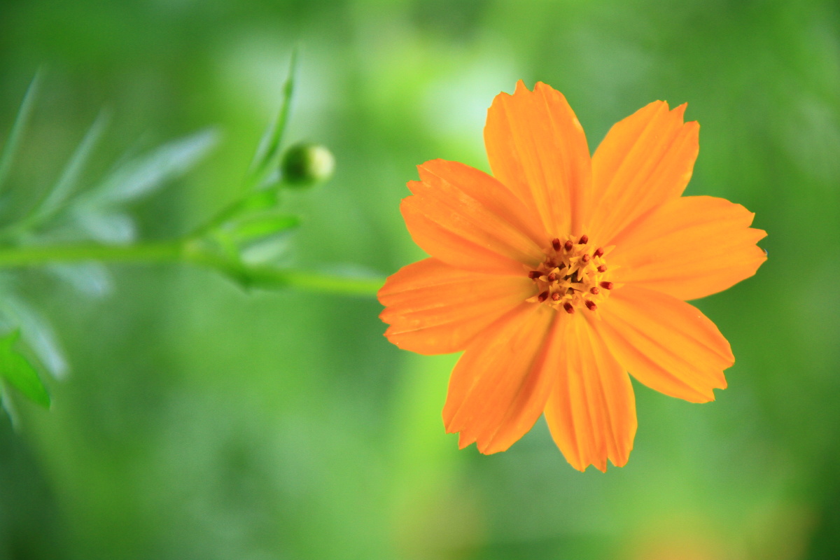 黄秋英波斯菊张大人花格桑花