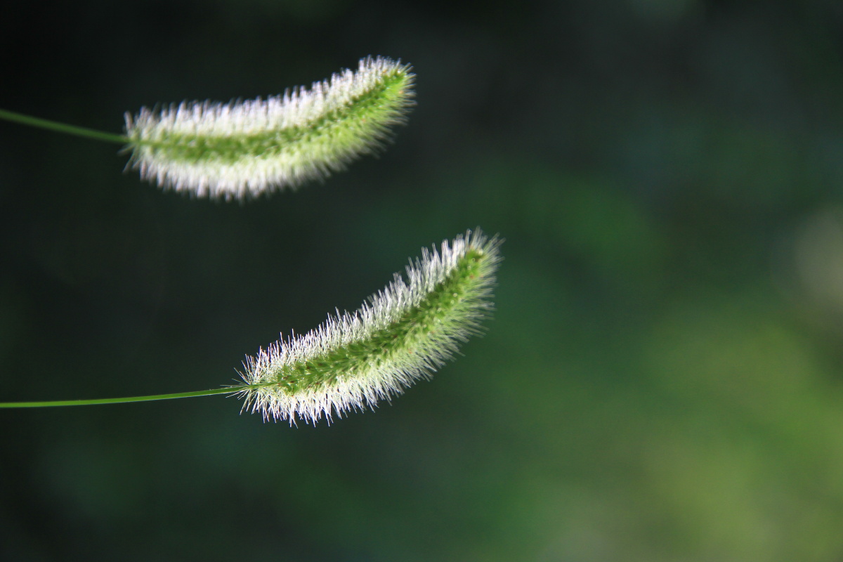 狗尾草狗尾巴草毛毛狗毛毛虫小谷妞