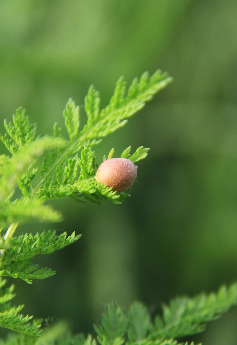 青蒿的果实 青蒿别名:苦蒿 含有苦味素 - 洛阳赵姐 - 图虫