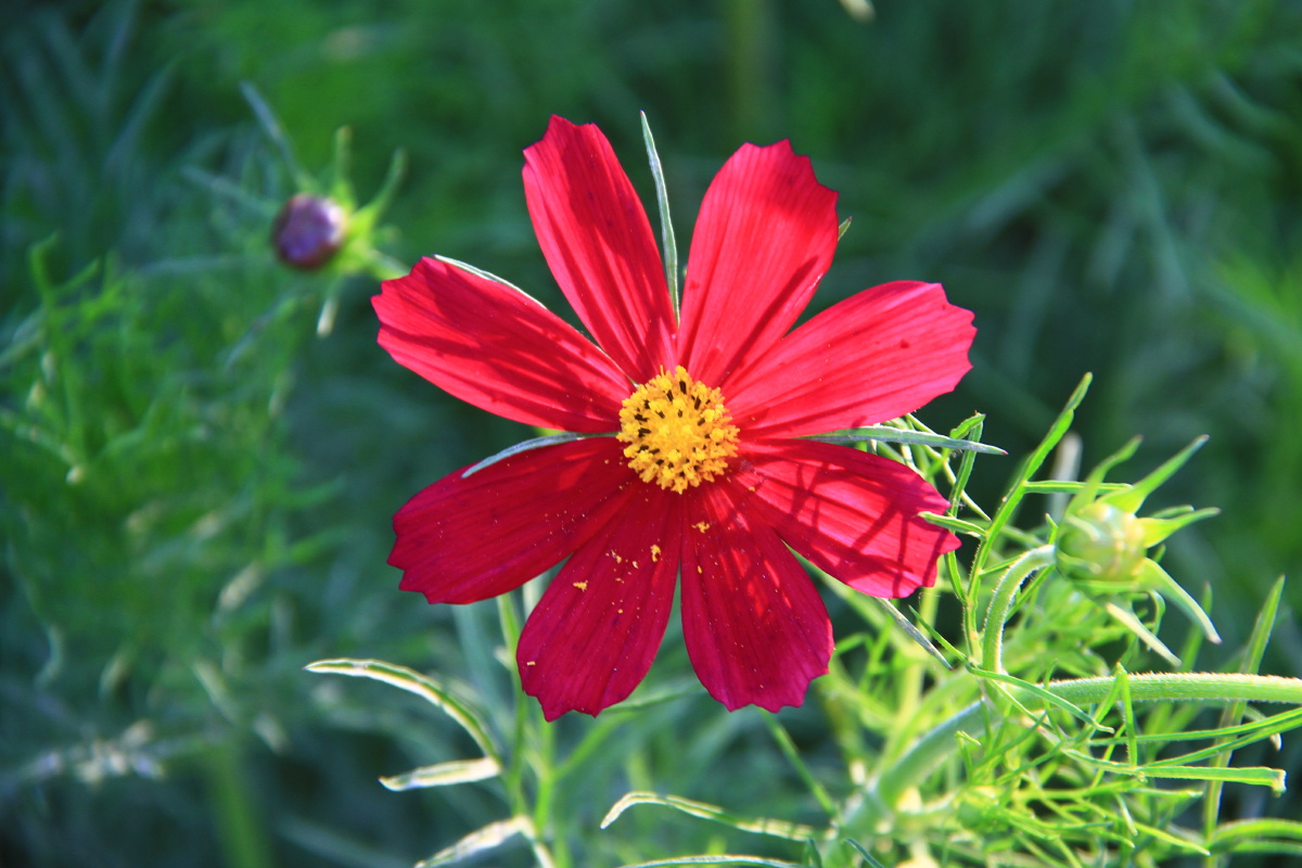 波斯菊 大波斯菊 红色格桑花 别名张大人花,秋英.