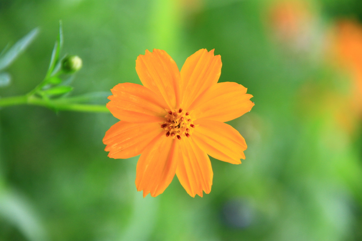 黄秋英波斯菊张大人花格桑花