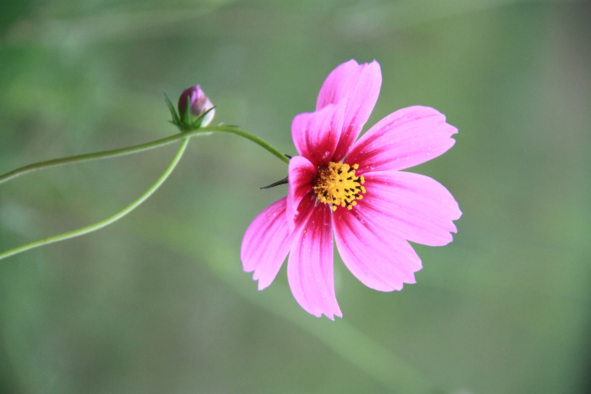 波斯菊格桑花秋英张大人花十月里的漂亮小花朵