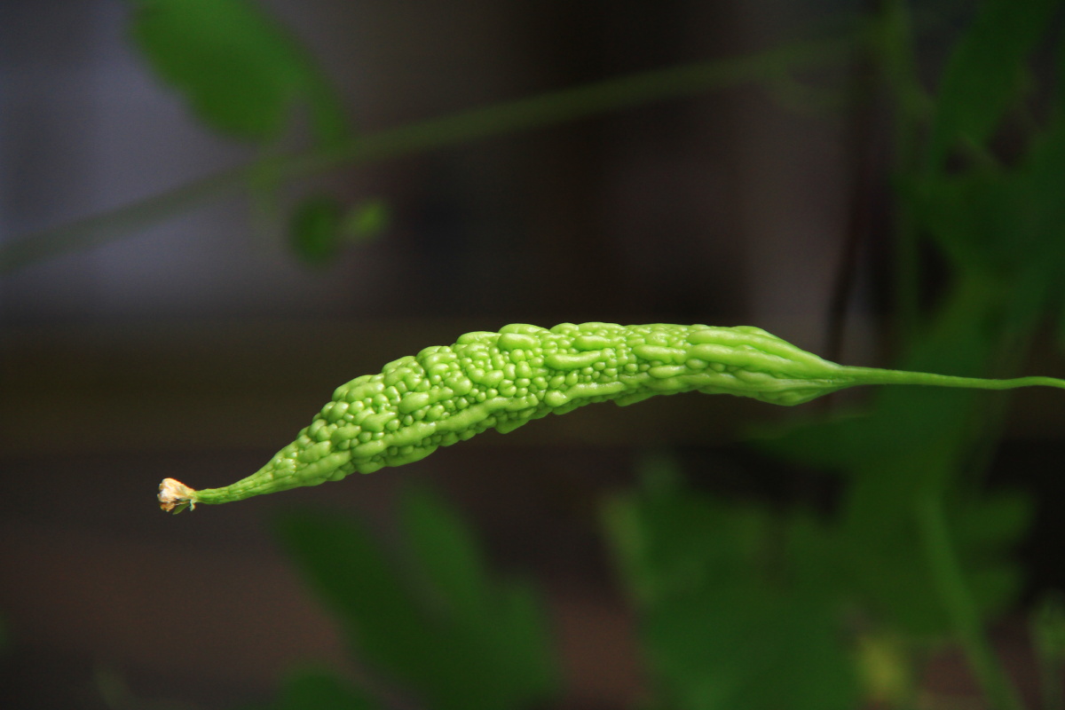 苦瓜 窗外的风景 - 摄影赵姐 - 图虫
