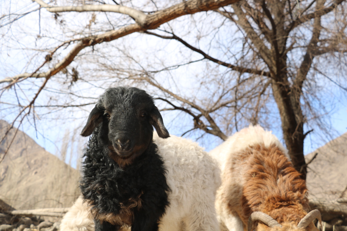 我们家山羊生图直出的美貌图二的小羊是不是年前去做了个挂耳染还挺潮