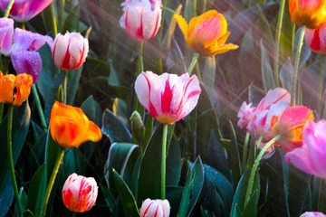 56B7DC92-1201-49C1-B2D0-DD2FD63CBFFF/L0/001