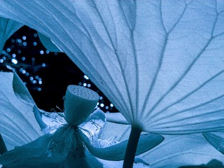 7BB0DBF2-4074-4535-BF6A-A766F2BB55DD/L0/001