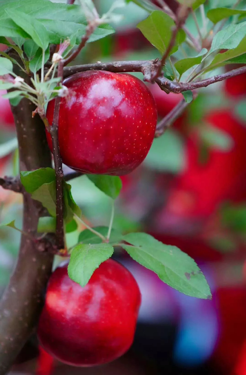 红彤彤的苹果