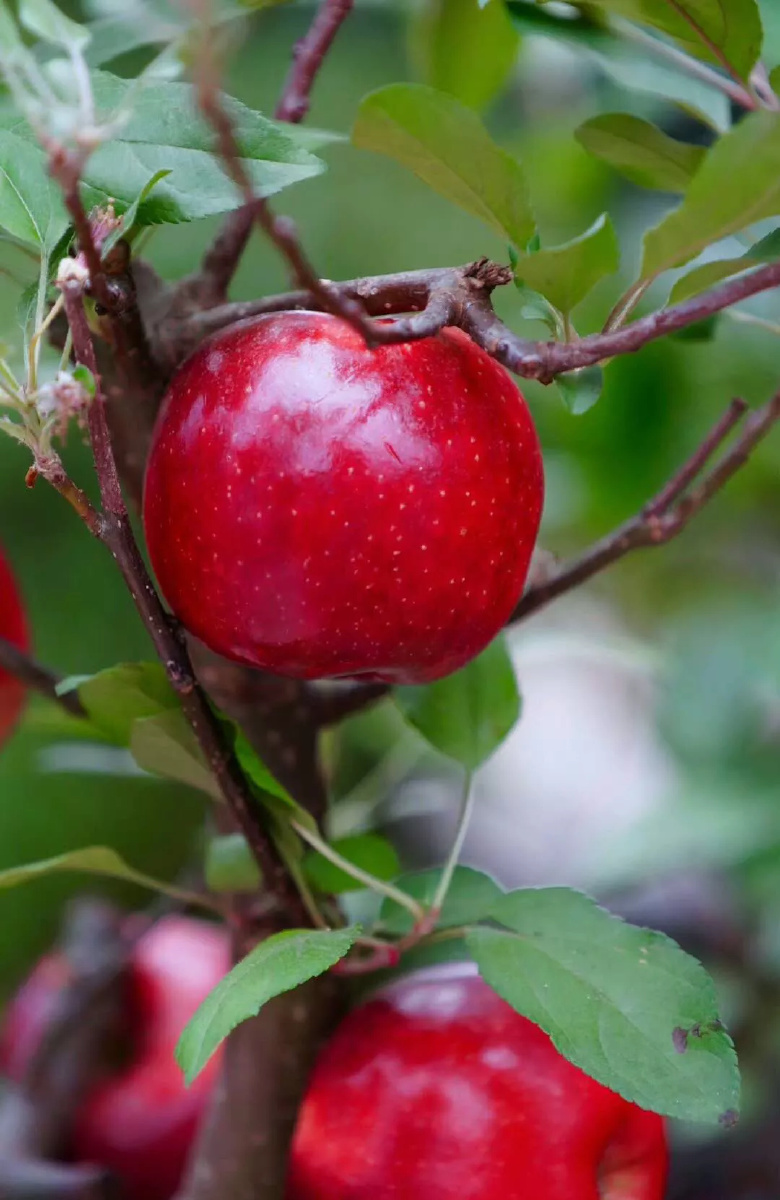 红彤彤的苹果