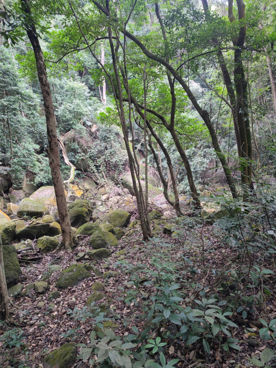 福建福清灵石山国家森林公园龙潭景区樱花游客
