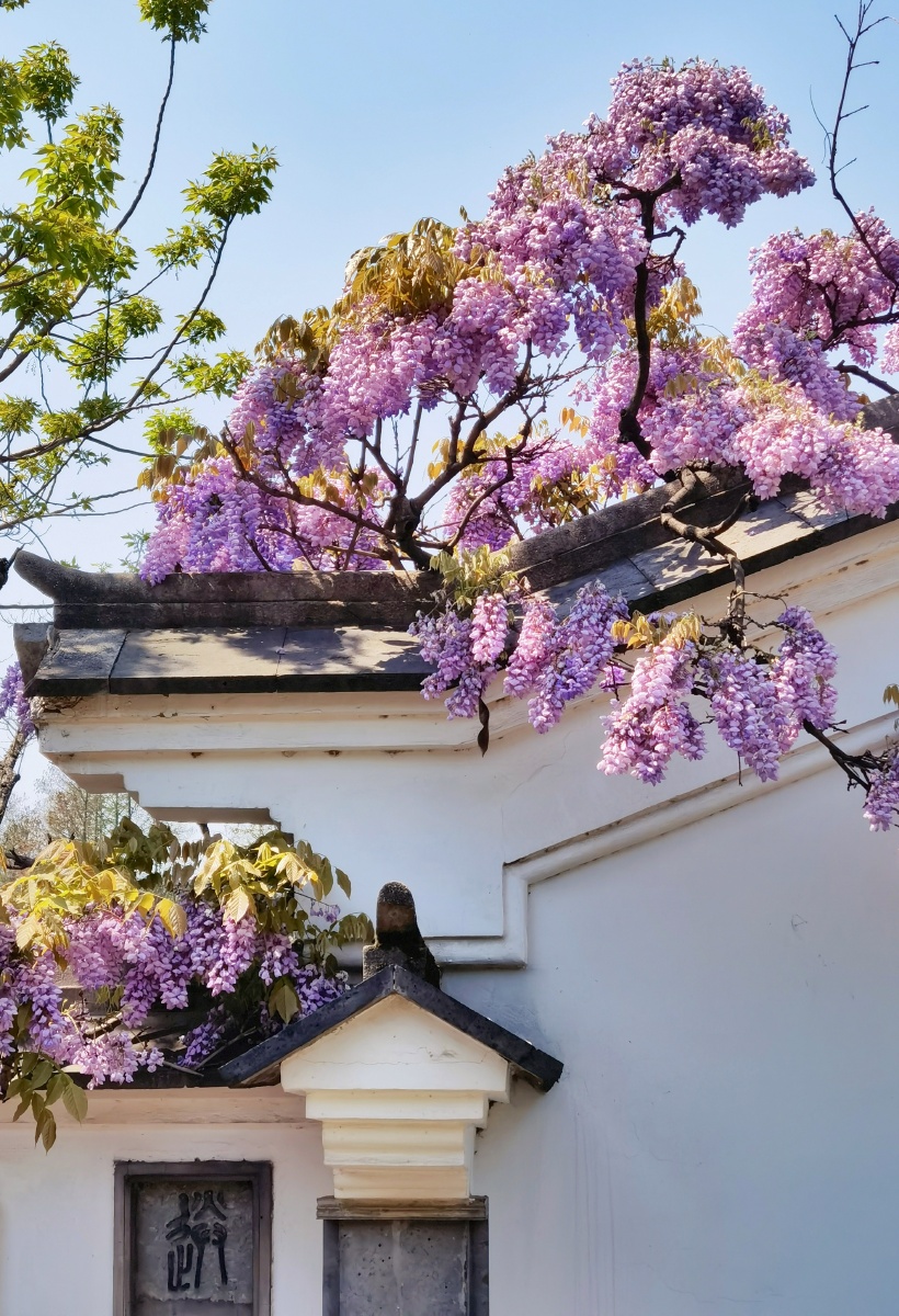 当紫藤花爬满墙头