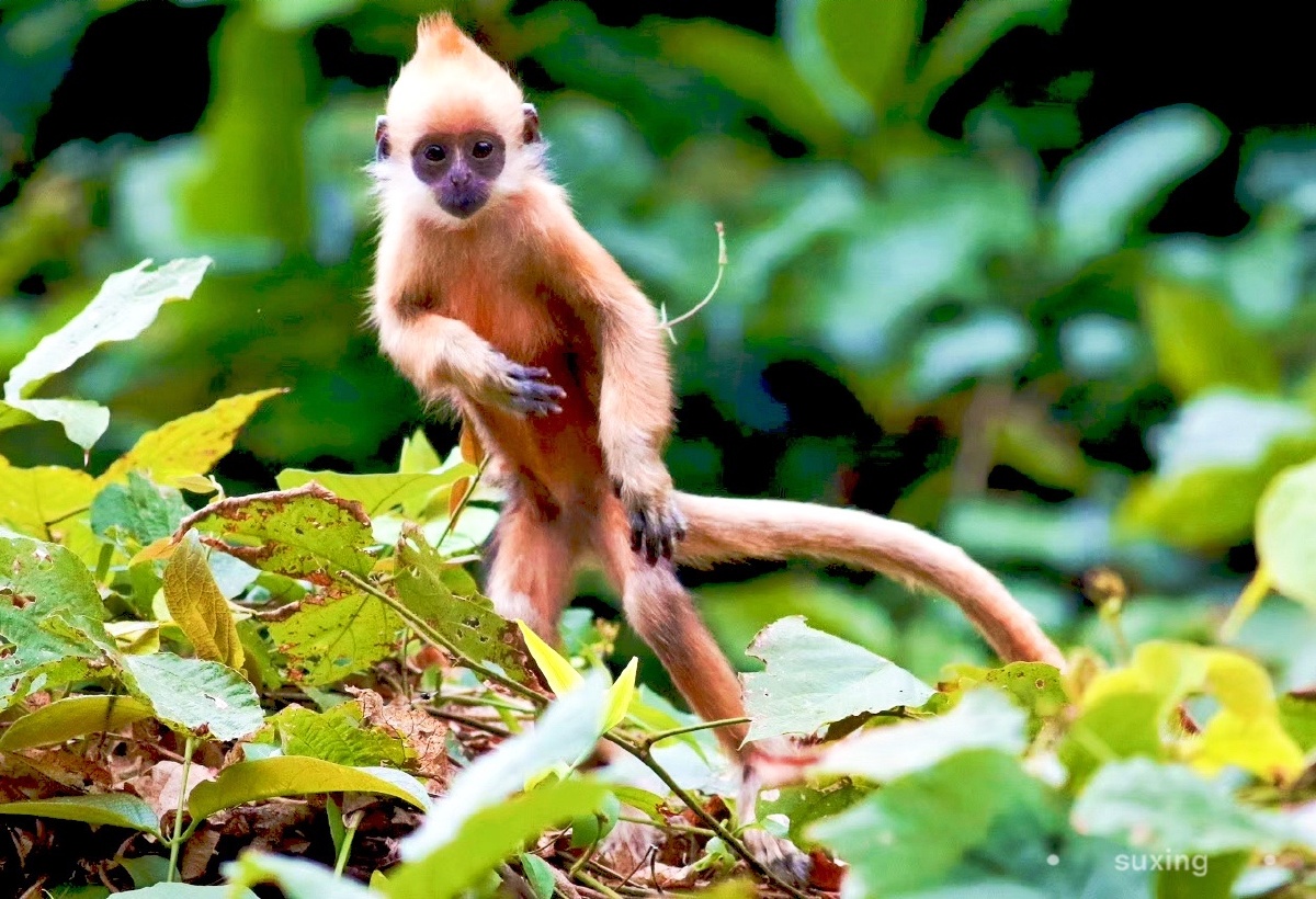白头叶猴幼猴