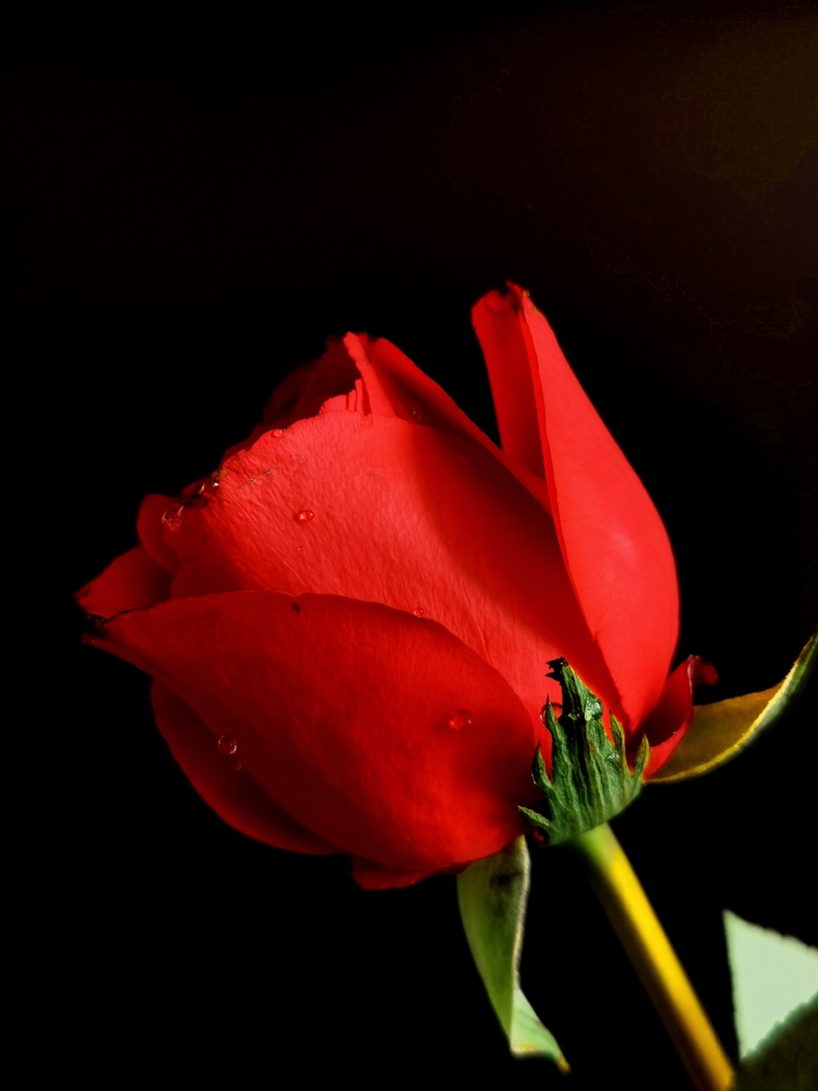 火红的玫瑰象征热恋的爱情虽然有点瑕疵但是人们喜爱向往的