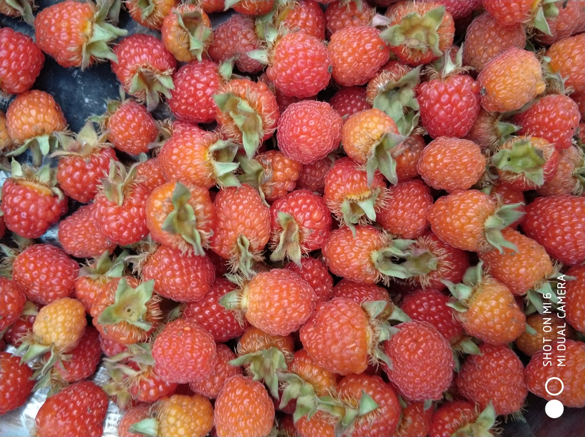 野泡儿等待一个华丽的转身