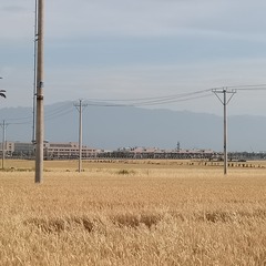 70006