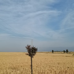 70008