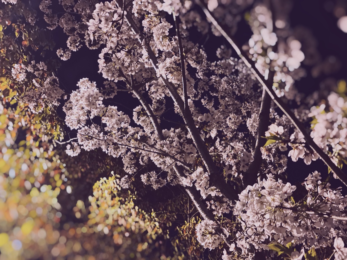 夜樱缤纷 - 王玥0830 - 图虫