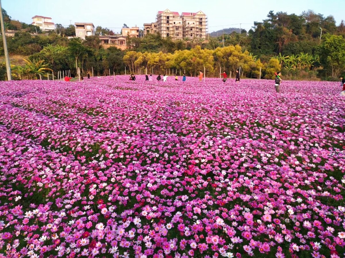 一年之计在于春厦门花海