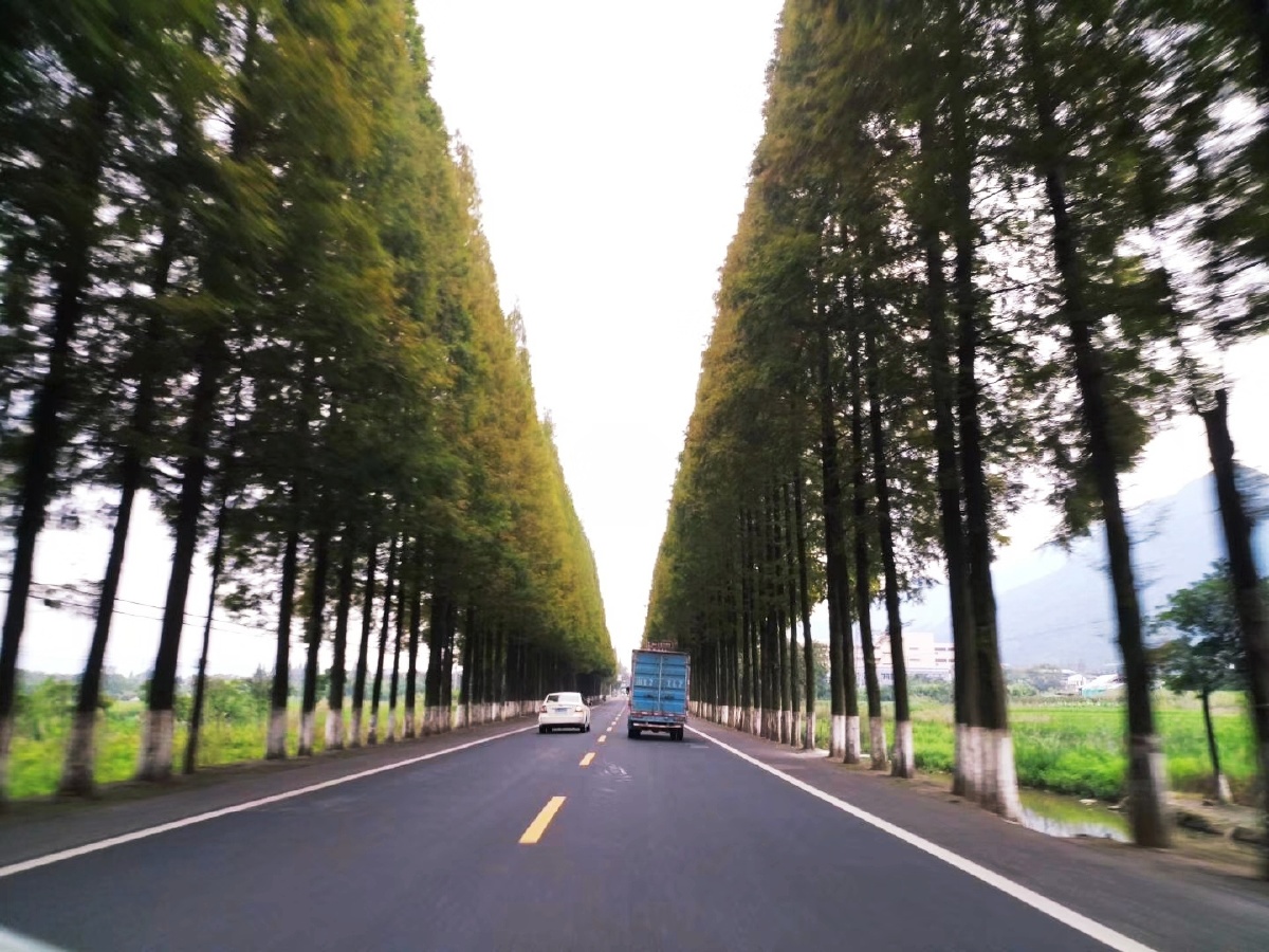 树木像两排整齐的卫兵守护着洁净的街道