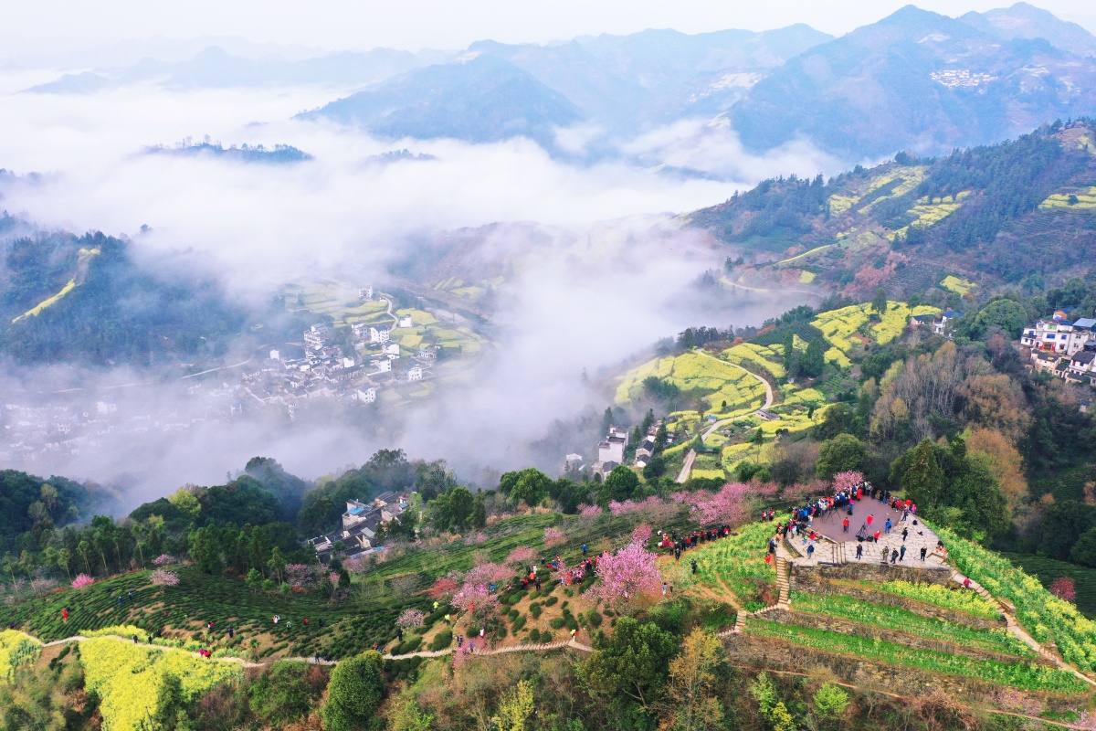 石潭坡山的油菜花