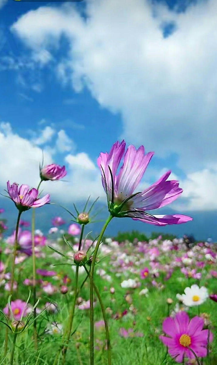 蓝天白云花儿美