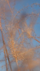 277868E0-9FE3-4E4A-993B-E6EAE0F61E27/L0/001