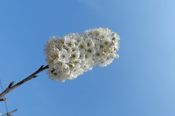 83136