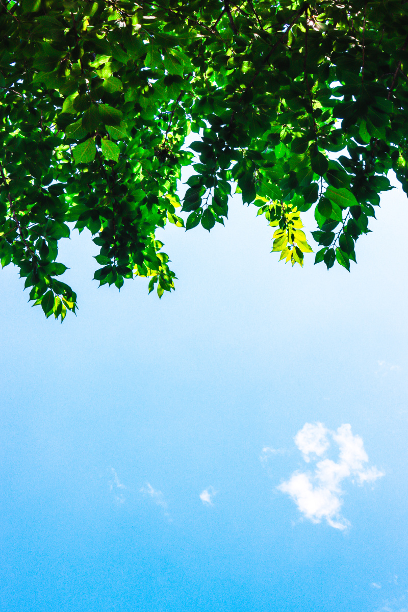 晴天刚下过雨的天空澄澈明净树叶也绿得发亮心情也莫名的晴朗起来