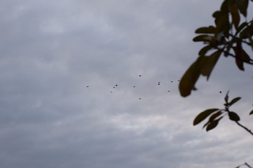 B2AD79FA-8299-45AB-83FC-415EB749E147/L0/001