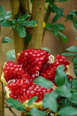 E97D7EAB-1F58-4B6B-B238-AB14D77DDBCA/L0/001