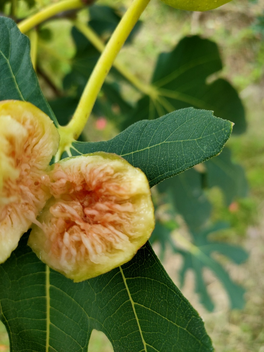 无花果果实可以食用,同时是一味可以治疗肠道疾病的草药.