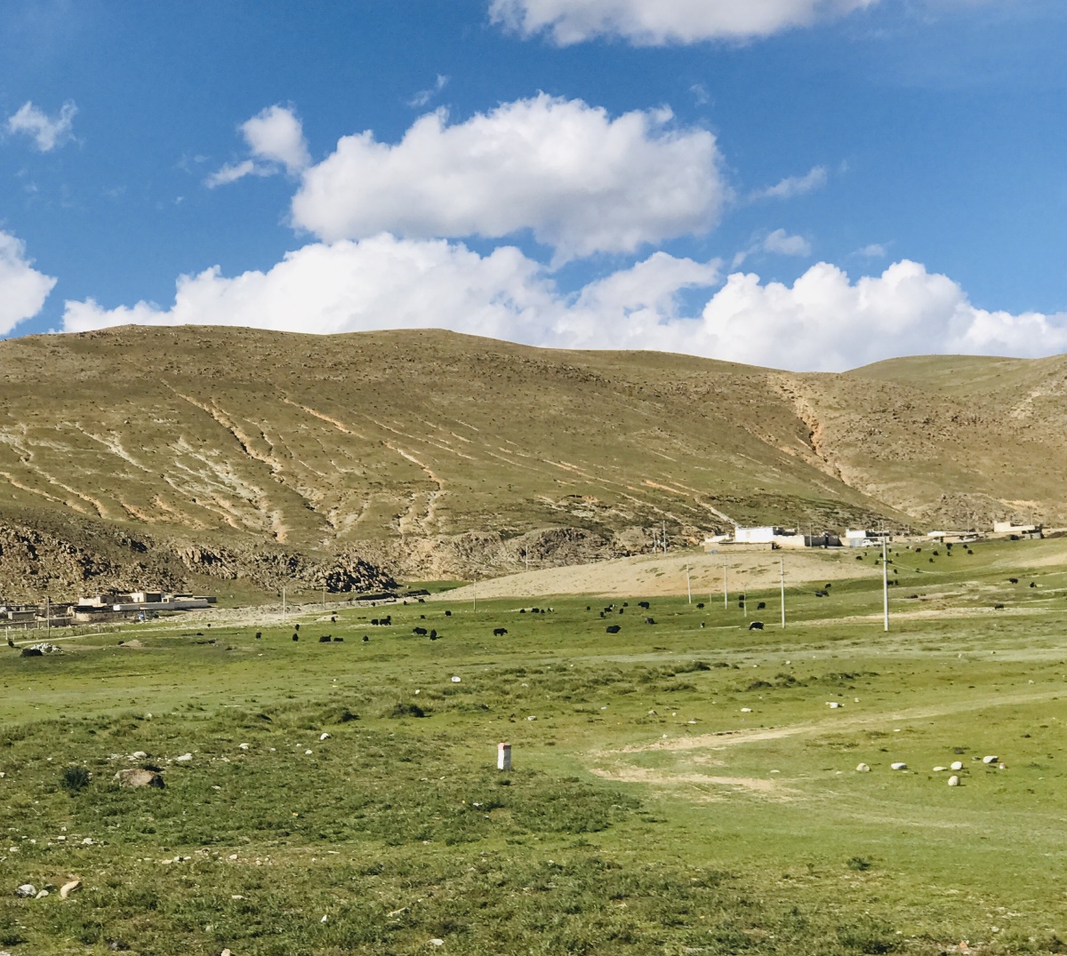 西藏当雄县,草坪上自由的牦牛