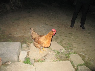 9951