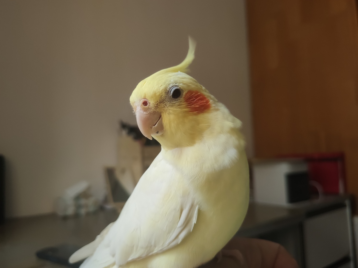 无敌爱照镜子的小玄凤72