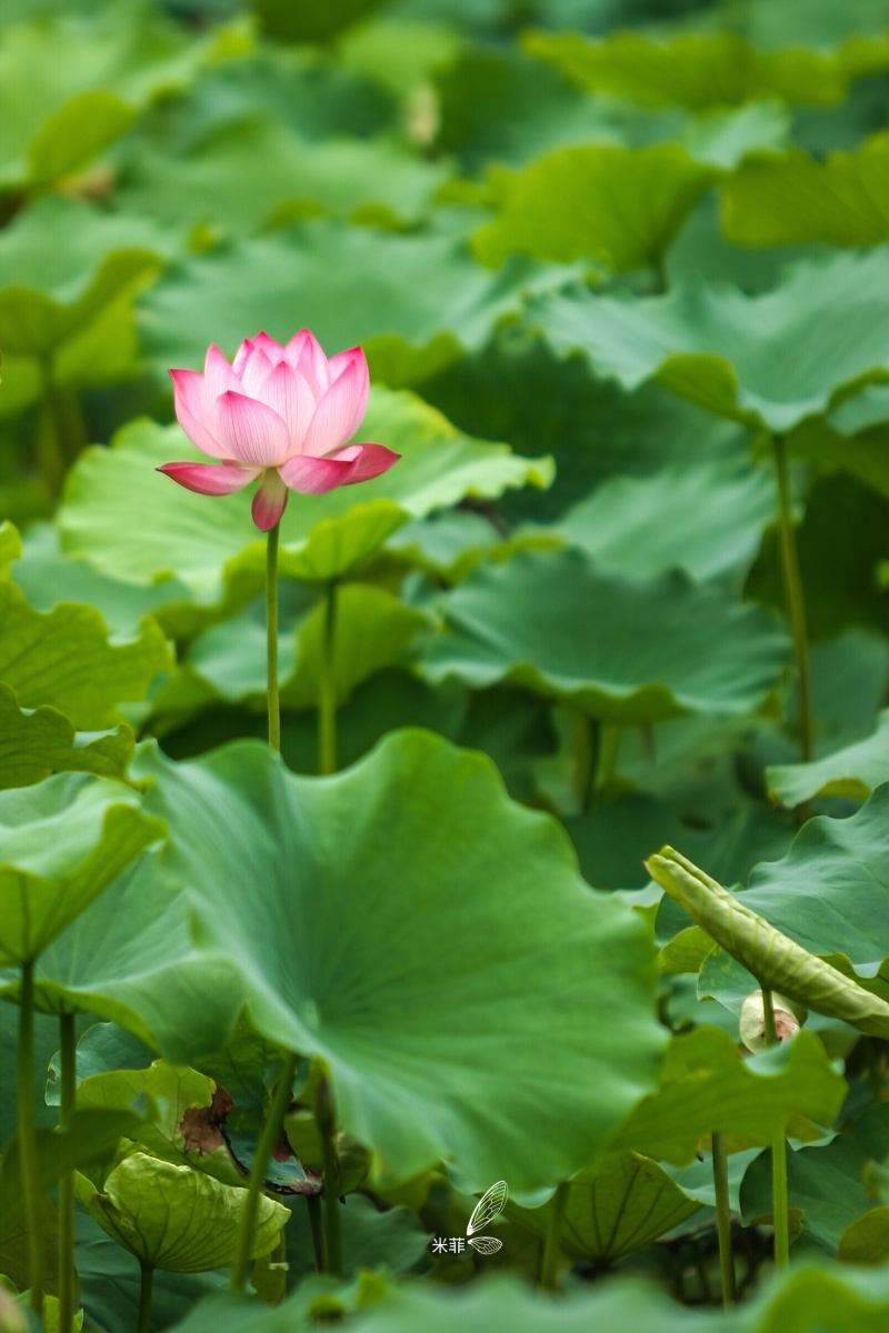 江南莲花开红光照碧水色同心复同藕异心无异67