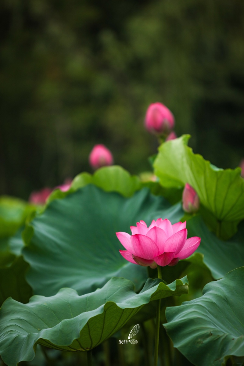 江南莲花开红光照碧水色同心复同藕异心无异67