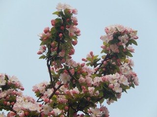 1520715