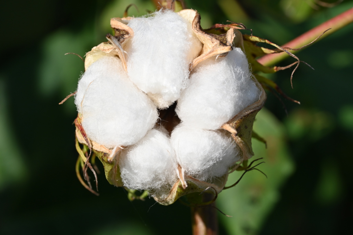 棉花棉桃棉朵棉絮