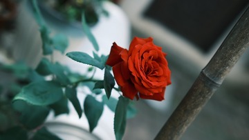 CA27D798-8B6F-457E-AD7A-A71D4D19AC3E/L0/001